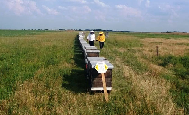 Муке произвођача меда: Убице пчела направиле штету од 4,4 милиона